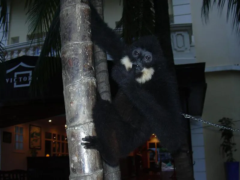 Một cá thể vượn bị nuôi nhốt trái phép tại một nhà hàng từng được cứu hộ thành công.